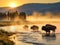 Bison Buffalo herd in early morning light in the Lamar Valley of Yellowstone National Park in Wyoiming