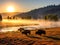 Bison Buffalo herd in early morning light in the Lamar Valley of Yellowstone National Park in Wyoiming