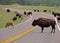 Bison Buffalo Herd traffic jam in Custer State Park