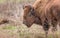 Bison Buffalo Portrait