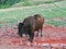 Bison Buffalo at Wind Cave National Park Water Hole and Mineral Lick