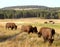 Bison (Buffalo) at Yellowstone 2