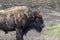 Bison Buffalo at the Zoo