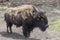 Bison Buffalo at the Zoo