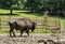 Bison  Buffalo  at the zoo in Targu Mures