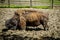 Bison  Buffalo  at the zoo in Targu Mures