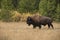 Bison bull also called buffalo walking through golden meadow with aspen and fall colors