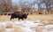 Bison bull also called buffalo walking through snowy meadow