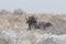 Bison Bull Bedded in snowstorm