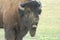 Bison bull bellowring during the fall rut.