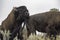 Bison bull checks out a female n Yellowstone.
