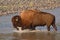 Bison Bull Crossing River