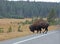 Bison Bull Crossing Road In Yellowstone National Park