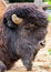 Bison bull head