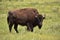 Bison Bull on the Prowl for a Mate