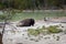 Bison Bull Resting by Soup Lake