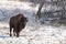 Bison bull in snow covered landscape