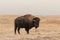 Bison Bull Standing on Prairie