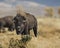 Bison bull staring at the camera