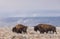 Bison Bulls in Arizona in Winter