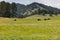Bison Bulls in a Field