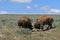 Bison Bulls fighting in Hayden Valley in Yellowstone National Park USA