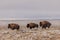 Bison Bulls in Winter