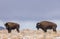 Bison Bulls in Winter in Arizona