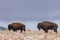 Bison Bulls in Winter in Northern Arizona