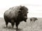 Bison and Calf on the American West Prairie