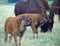 Bison Calf Calling with Adult Bison