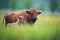 bison calf following its mother in a meadow