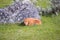 Bison calf laying down in green grass next to large grey rock