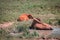 Bison and calf laying down by a pond to stay cool during the Fort Wayne Indiana summer