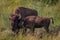 Bison Calf Nuzzles Against Mother