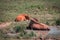 Bison and calf relaxing on a hot summer day in Fort Wayne Indiana