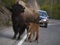 Bison Calf Roadblock