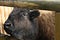 The bison calf`s head is visible through the fence