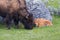 Bison with calf in springtime