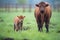 bison calf standing near its mother in a field