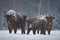 Bison Calf With Tongue Hanging Out, Covered With Snow Crust.Winter Christmas Image With Brown Bison Family  Aurochs Or Bison Bona