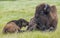 Bison calf tries to communicate with his parent.