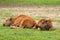 Bison Calves