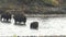 Bison calves and cows crossing the lamar river in yellowstone national park