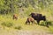 Bison calves grazing