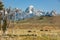 Bison with calves walk through grassland. Grand Teton National