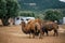 Bison and Camel in Fasano apulia safari zoo Italy