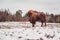 Bison in the care center for bisons at winter