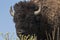 Bison change the fur in Antelope island state park