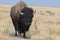 Bison change the fur in Antelope island state park